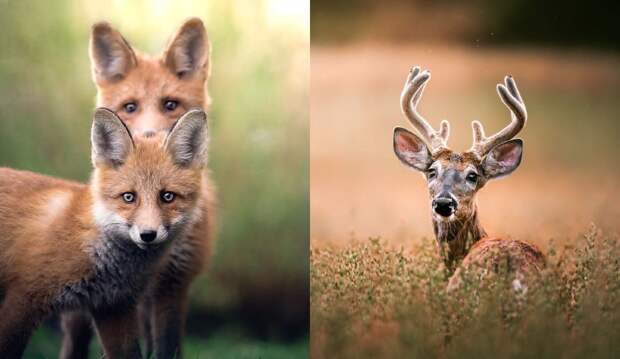 Финский фотограф смотрит лисам в глаза. Лисы не против