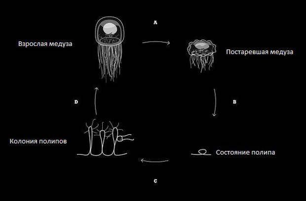 Цикл развития Бессмертная медуза