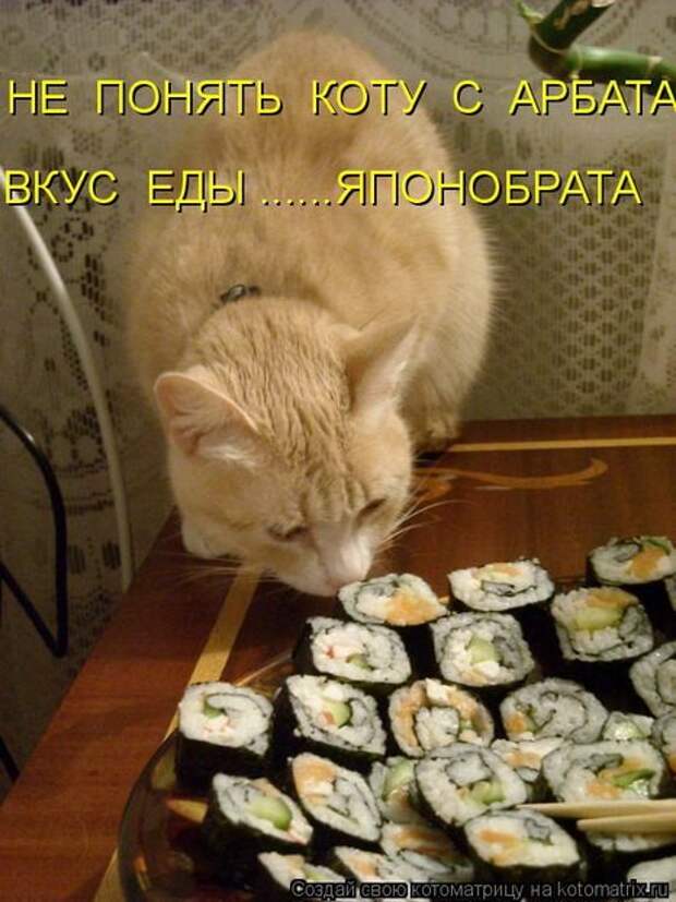 Котоматрица