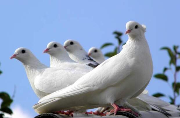 Декоративные белые голуби, фото фотография картинка