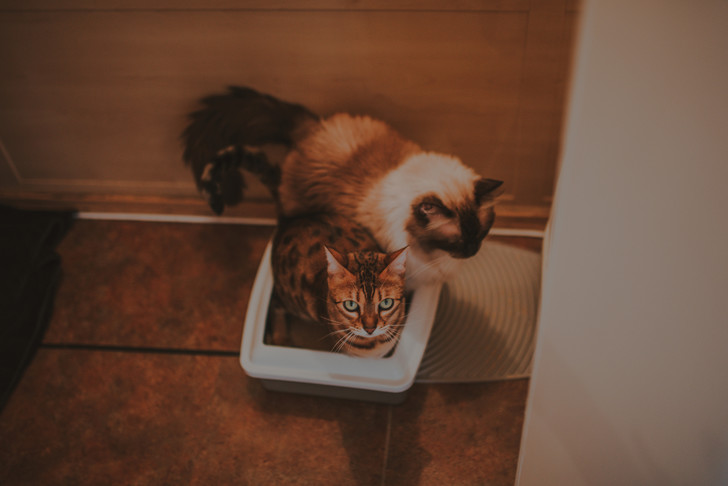 Фото №5 - 12 вещей, которые раздражают твоего кота