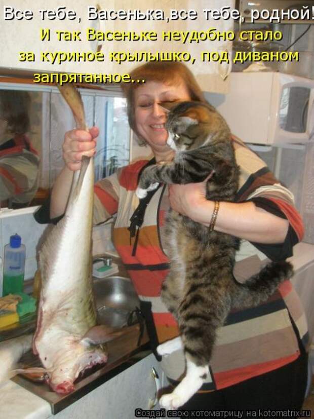 Лучшие котоматрицы недели (50 фото)