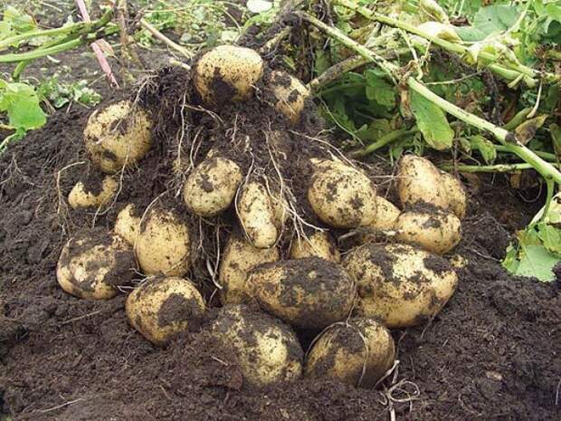 как выращивать картофель, советы картофель, выращивание картофеля, большой урожай картофеля, советы про картофель, 