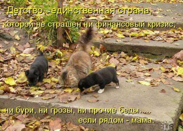 Котоматрица 12
