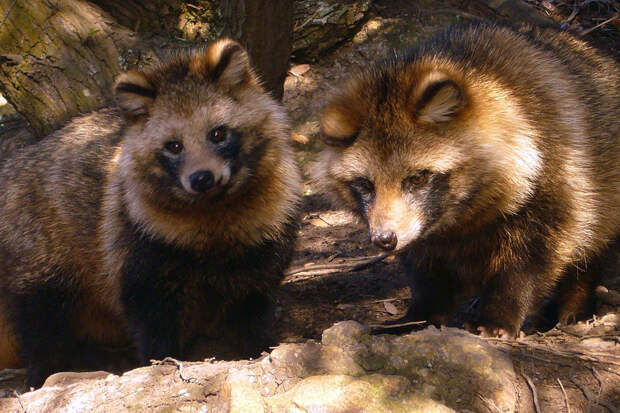 http://tambov-zoo.ru/alfaident/data/Ye/Enotovidnaya-sobaka/adFotoBig/Enotovidnaya-sobaka01.jpg