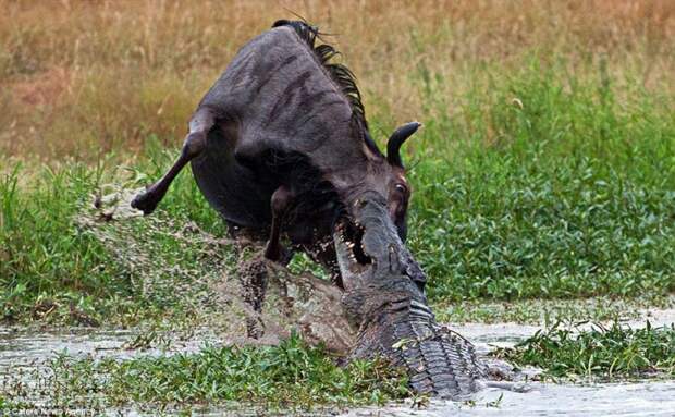 бегемот и крокодил против гну, крокодил напал на антилопу гну, бегемот крокодил и гну