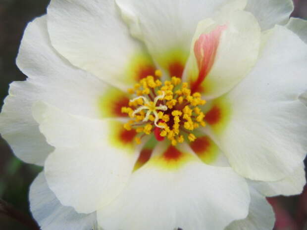 Портулак (Portulaca) Портулак (Portulaca)