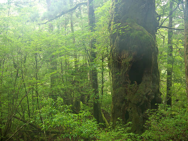 Япония, Якусима, остров, якушима, yakushima, лес, yakusugi land, кедр, мох, поход, зеленый, дерево, гигантский, buddhasugi