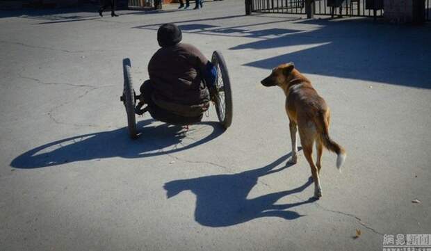Преданность: большая Жёлтая Собака Преданность: большая Жёлтая Собака животные, преданность, собака