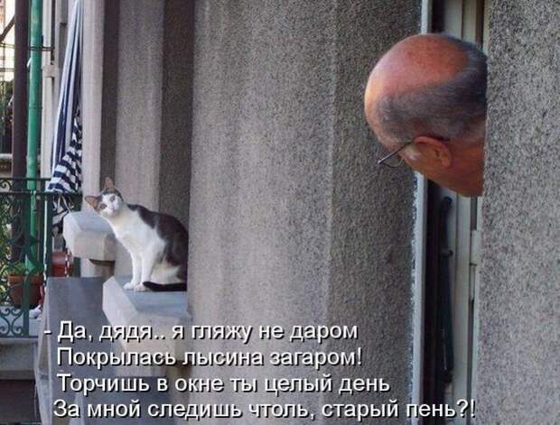 Кошачий фотопост! Кошачий фотопост! коты, юмор