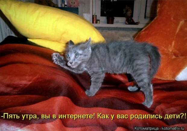 Лучшая котоматрица недели (30 фото)