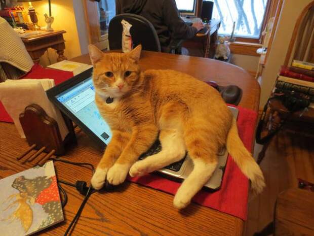 Прикольные картинки Прикольные картинки