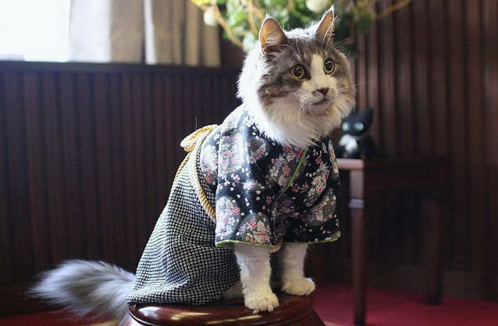 Кошки в кимоно: японская мода 2015 года