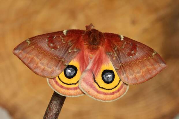 Automeris io мотылек