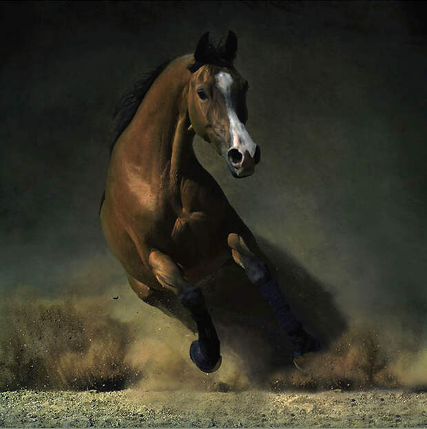 21. Арабская лошадь. (Wojtek Kwiatkowski)