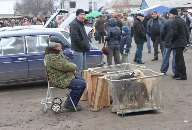 Птичий рынок москва аквариумные рыбки садовод. Калитниковский птичий рынок на таганке. Верх-исетский птичий рынок екатеринбург. Птичий рынок в котельниках. Птичий рынок в санкт-петербурге с животными.