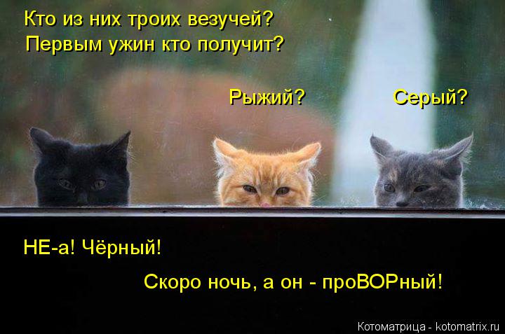 Котоматрица: Кто из них троих везучей? Первым ужин кто получит? Рыжий?               Серый?  НЕ-а! Чёрный! Скоро ночь, а он - проВОРный!