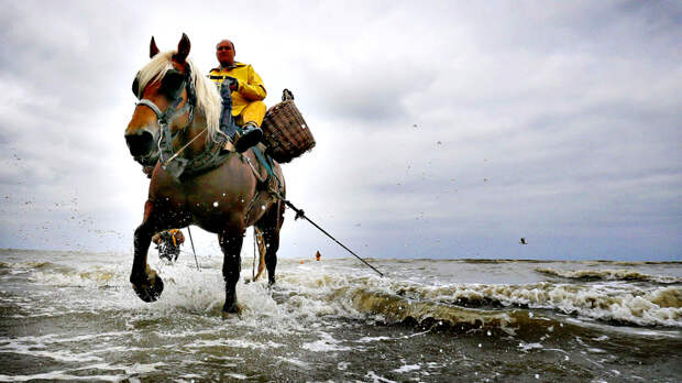 Как лошади помогают бельгийцам ловить креветок: промысел, которому более 500 лет