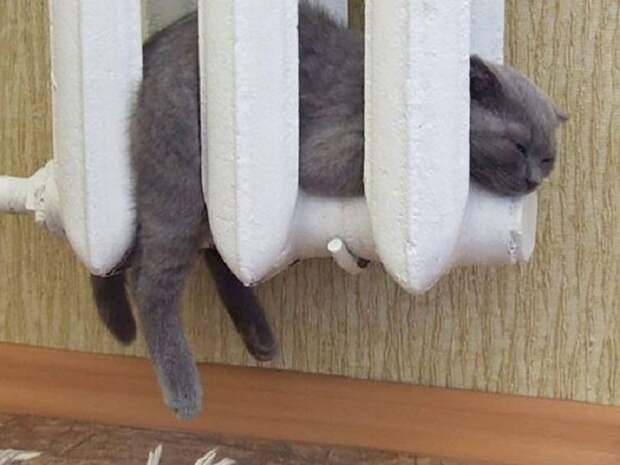 Котенок греется на батарее.