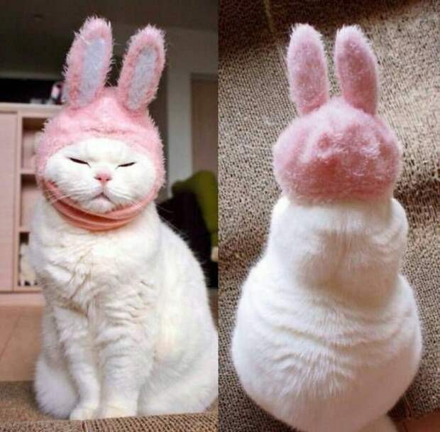 Прикольные картинки