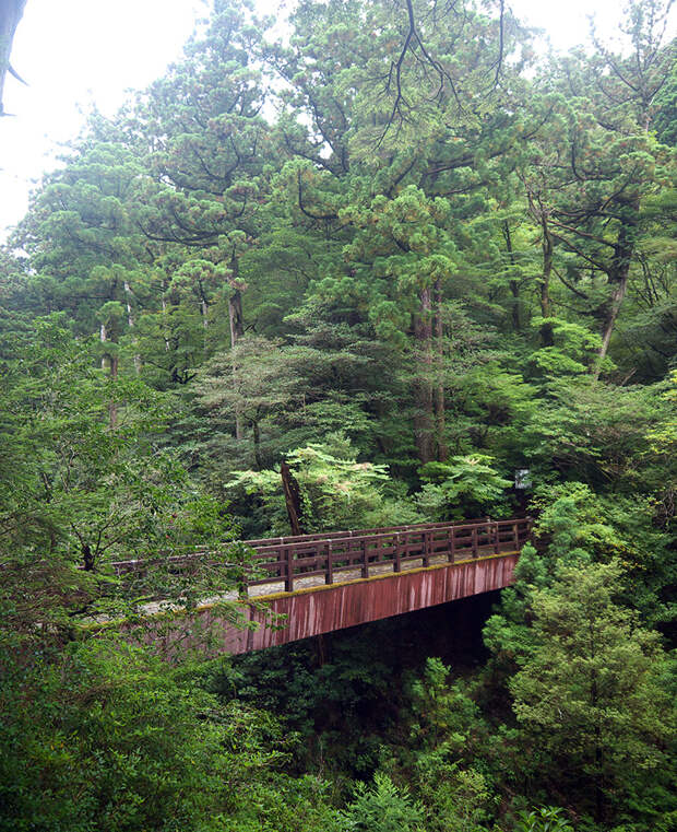 Япония, Якусима, остров, якушима, yakushima, лес, yakusugi land, поход, река, мост, зеленый, дерево, тропинка, экскурсия, Rinsenbashi
