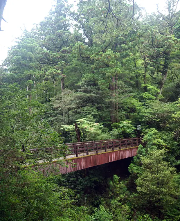 , , , , yakushima, , yakusugi land, , , , , , , , Rinsenbashi