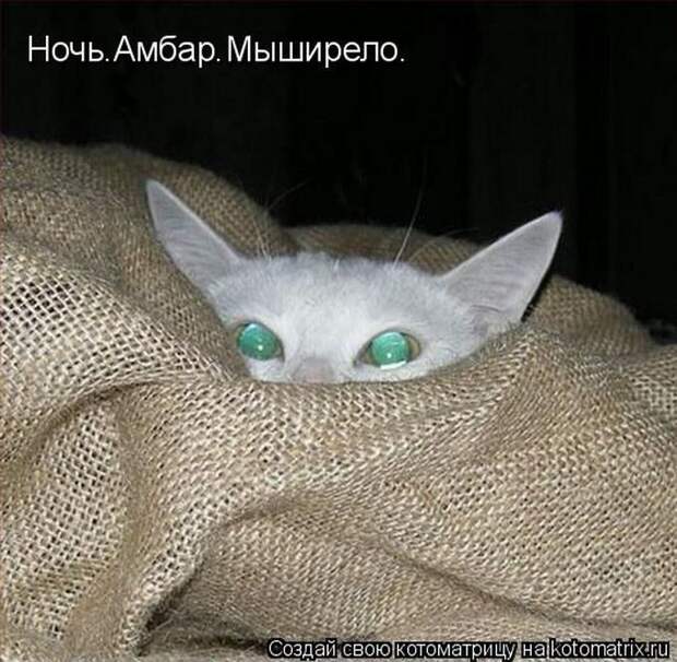 Лучшие котоматрицы недели