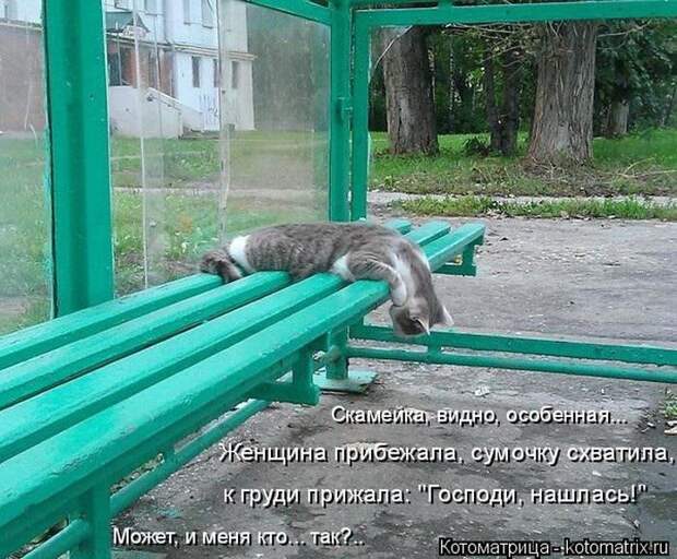 Лучшие котоматрицы недели
