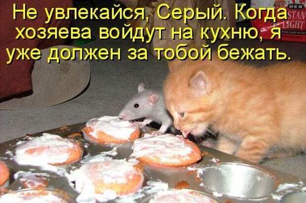 Котоматрица 9