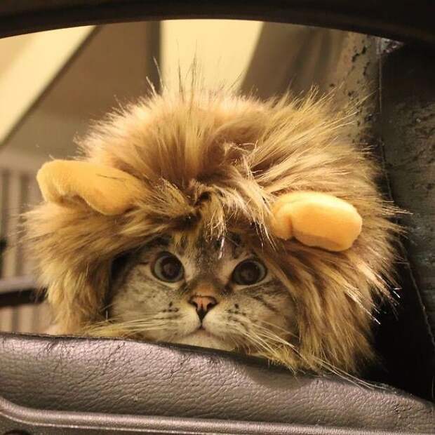 nala cat, кошка Нала, самая популярная кошка инстаграма 