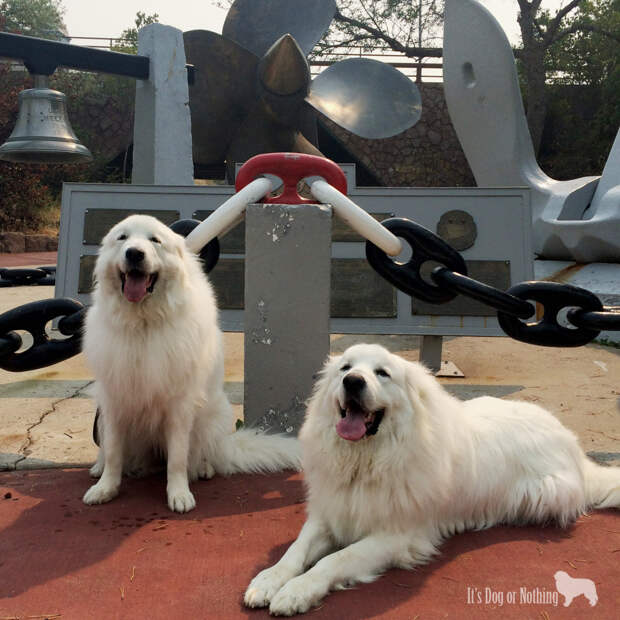 Great Pyrenees in Helena, Montana