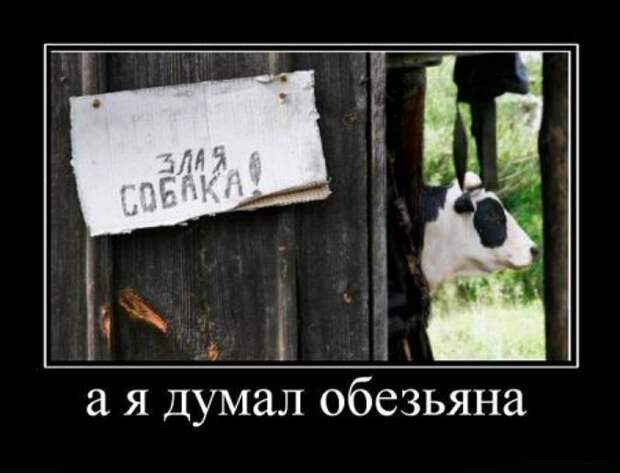 Фото демотиваторы с юмором.