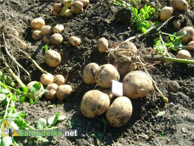 самодельное удобрение для картофеля