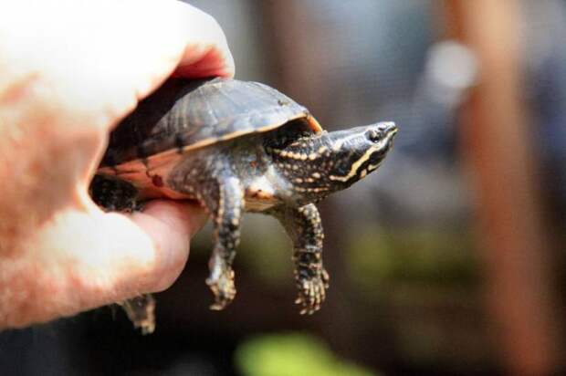 Самые маленькие черепахи в мире: мускусная и капская. Размеры черепах