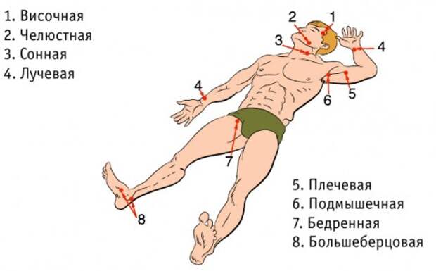 10. Кровотечение 10. Кровотечение Лайфхак, коты, медицина, помощь, факты