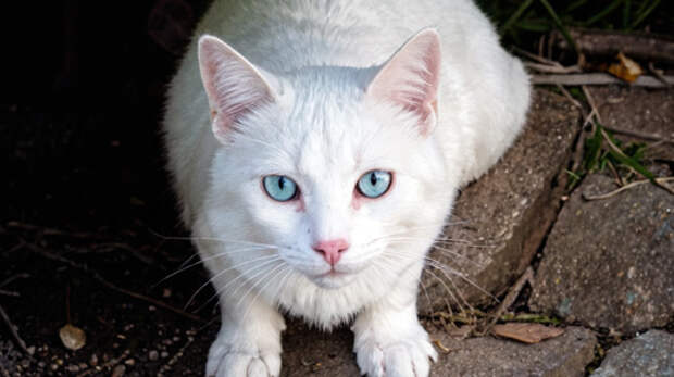 Настоящий мужчина