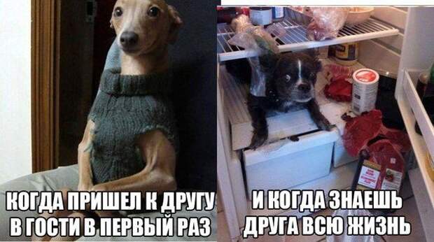 Фразы в картинках. Классные приколы!