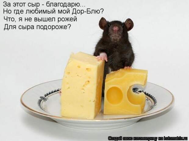 Новые крутые котоматрицы первой недели октября (50 фото) Новые крутые котоматрицы первой недели октября (50 фото)