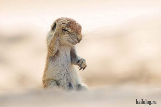 Comedy Wildlife Photography Awards 2015 (40 фото)