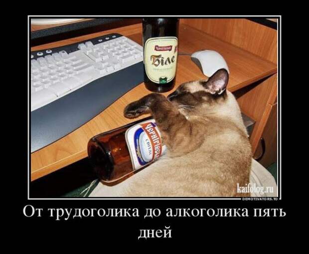 Демотиваторы - 244 (45 демок)