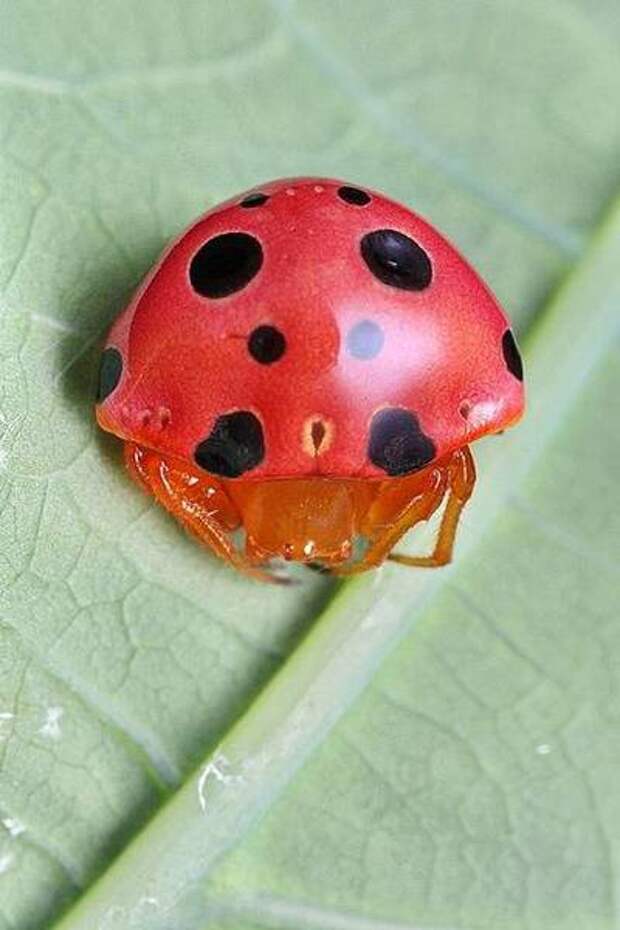 насекомые паук