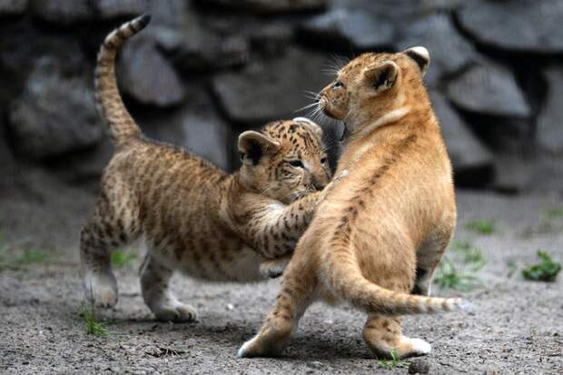 Детеныши лигров в вольере