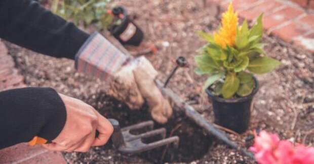 Спасаем саженцы после заморозков: 5 шагов для восстановления сада после холодной весны
