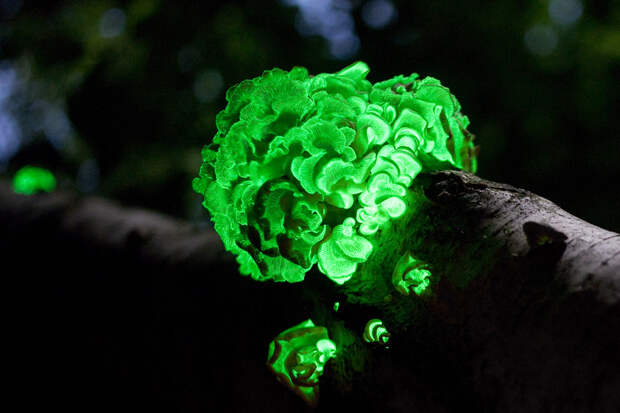 9. Светящийся гриб Panellus stipticus. природа, удивительные фотографии, фото