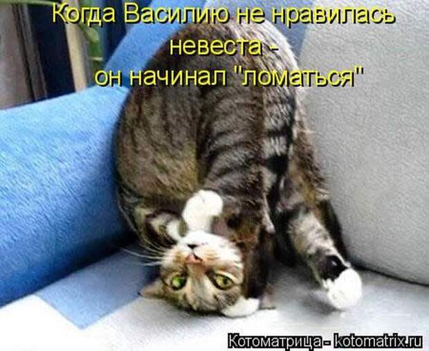 Лучшие котоматрицы недели