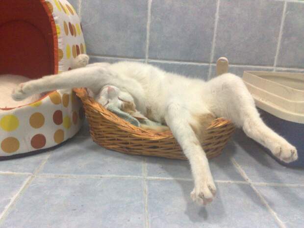 Кошка спит