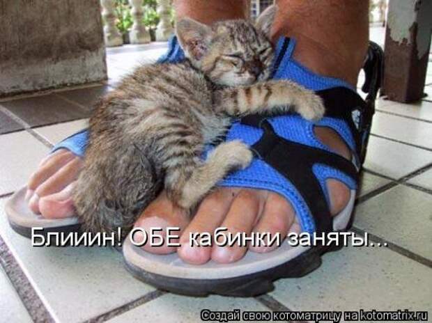 Котоматрица
