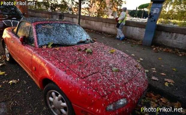 Автоприколы (48 фото) Автоприколы (48 фото)