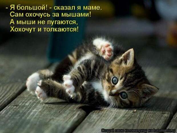 Котоматрица Котоматрица