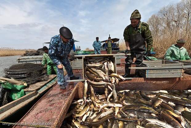Как ловят рыбу в Астрахани (29)